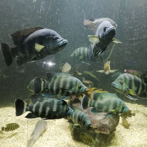 2022-05-Aquarium-004